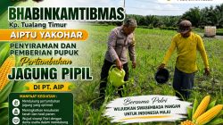 Jaga Pertumbuhan Jagung Pipil Dalam Rangka Ketahanan Pangan, Bhabinkamtibmas dan PT AIP Rutin Lakukan Penyiraman