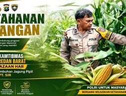 Ketahanan Pangan, Bhabinkamtibmas Pastikan Jagung Pipil di Lahan 2 Hektare Tumbuh Merata