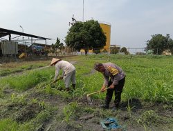 Gerakan Ketahanan Pangan, Polri dan PT AIP Bersihkan Area Tanaman Jagung