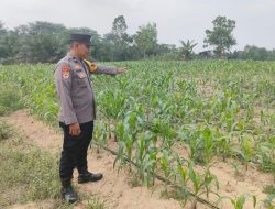 Pastikan Pertumbuhan Optimal, Bhabinkamtibmas Polsek Tualang Cek Tanaman Jagung Pipil Usia 30 Hari