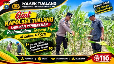 Ketahanan Pangan. Pertumbuhan Jagung Pipil Merata di PT.SIR, Kapolsek Tualang Pastikan Kesiapan Menuju Panen