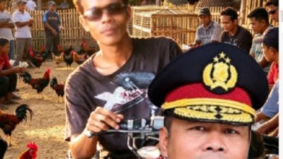 TERBONGKAR! Judi Sabung Ayam di Garuda Sakti Beroperasi Terang-Terangan, Taruhan Capai Rp1 Juta, Keluarga Rata Hancur